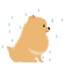 Pomeranian Dog - Pommoji  Moji & Sticker