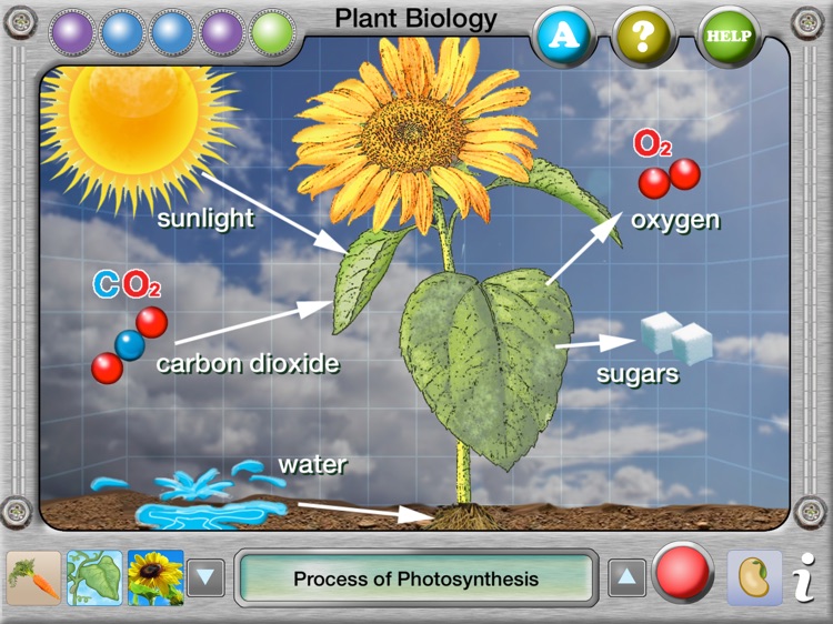 Interactive Plant Biology Explorer
