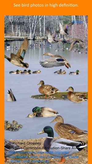 Twigle Birds Field Guide(圖4)-速報App