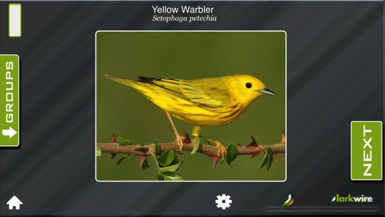 Larkwire Learn Bird Songs 1