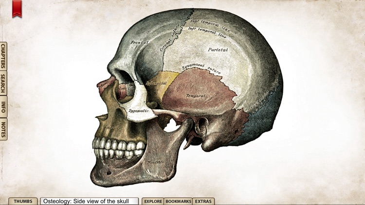 Gray's Anatomy Premium Edition