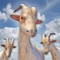 Naughty Kids : Goat Family