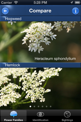 Wild Flower Id Automatic Recognition British Isles - náhled