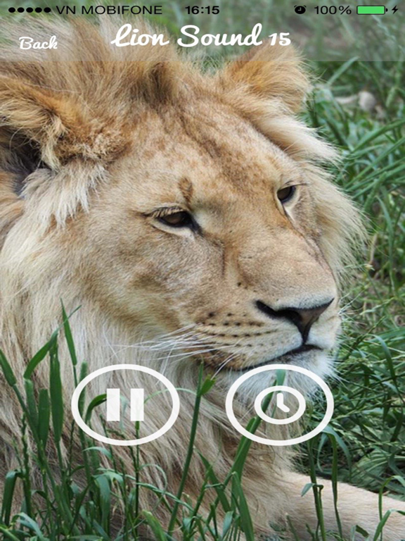 Screenshot #5 pour Lion Sounds - Lion Roaring, Lion Music