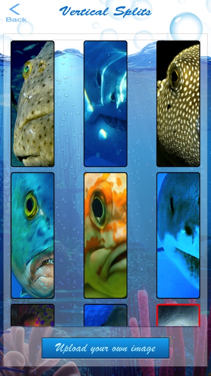 Shark Eyes Photo Blender - morph face into fish