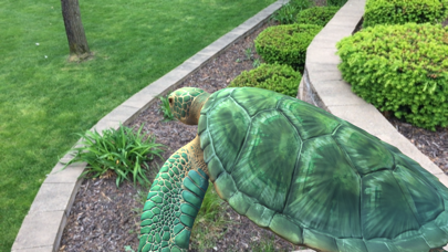 Screenshot #3 pour WikiTurtle