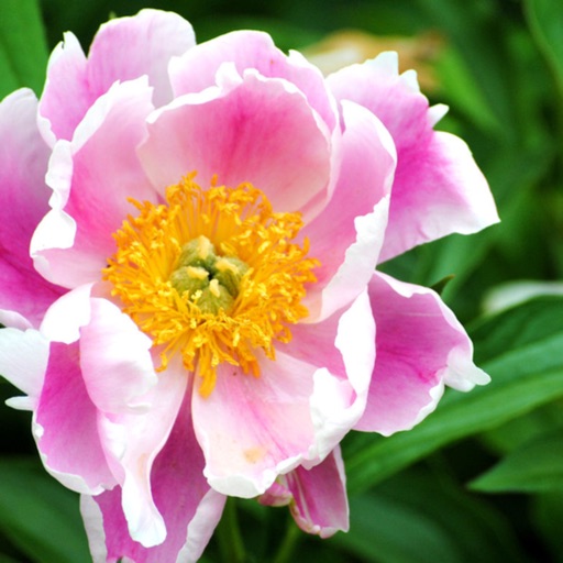 Armitage's Greatest Garden Plants