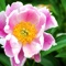 ••• Plants that Can for those who think they Can't