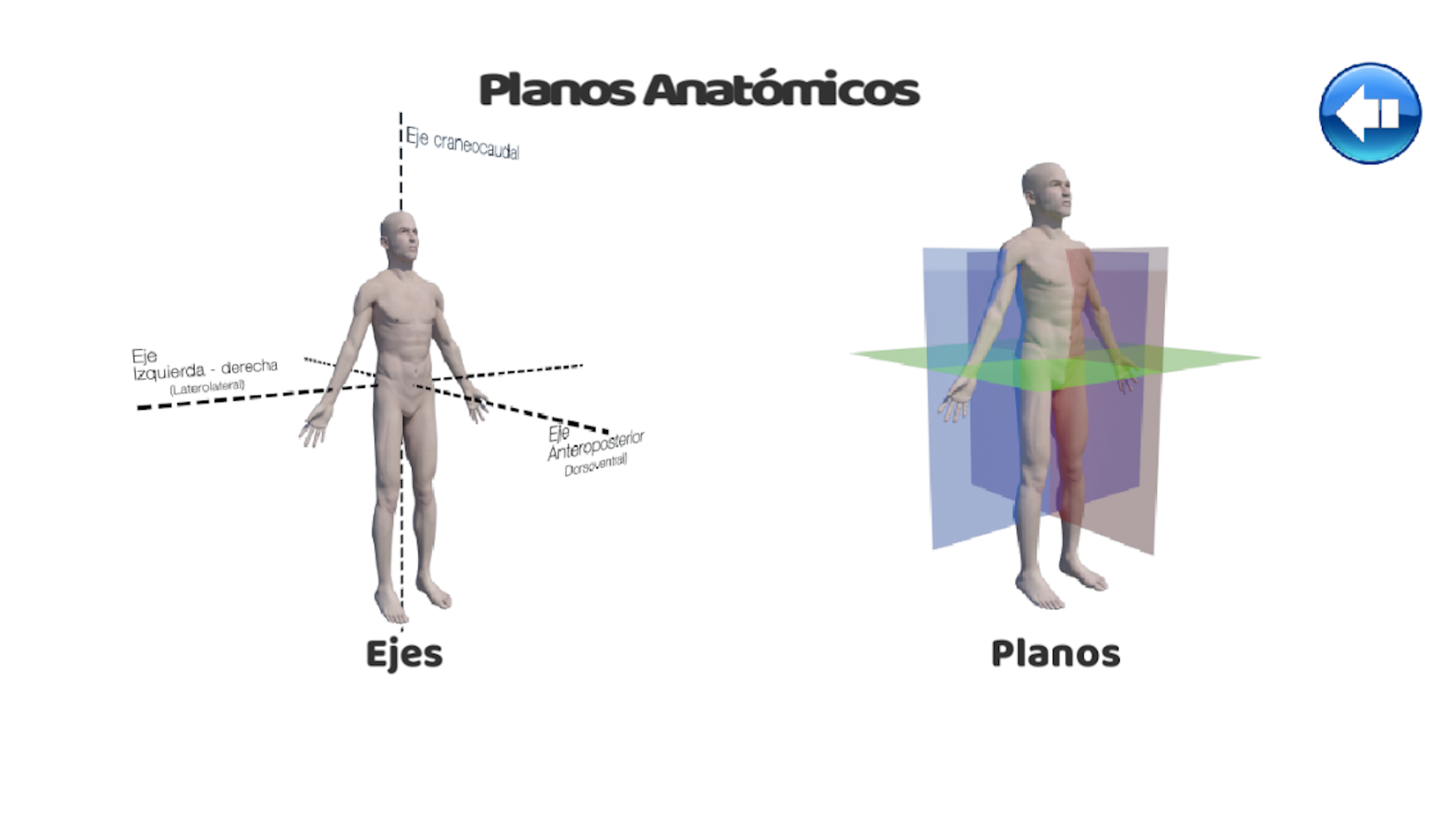 Regiones Anatómicas RA screenshot 3