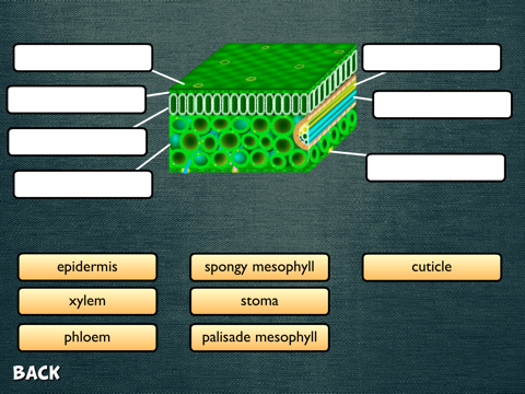 Science Diagrams screenshot 4