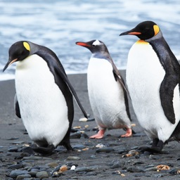 Jigsaw Deluxe - Animal Puzzle