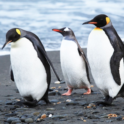 Jigsaw Deluxe - Animal Puzzle