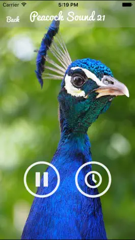 Game screenshot Peacock - Chirping Sounds hack