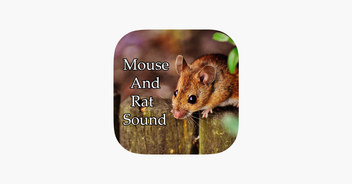 Звуки крыс и мышей слушать. Mouse Sounds. Mouse Sounds купить.