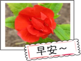 Wild Flowers - 2