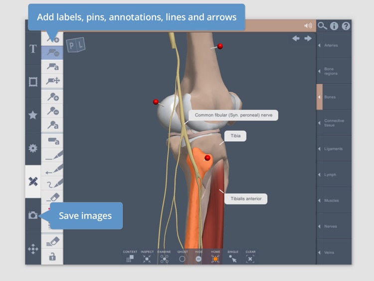 Knee: 3D Real-time Human Anatomy screenshot-4