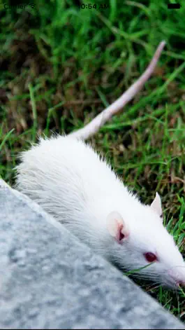 Game screenshot Mouse and Rat Sounds mod apk