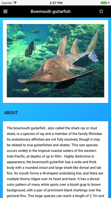 Stingray Species: Rays of the Ocean