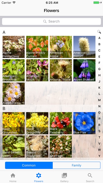 Cedar Breaks Monument-Flowers