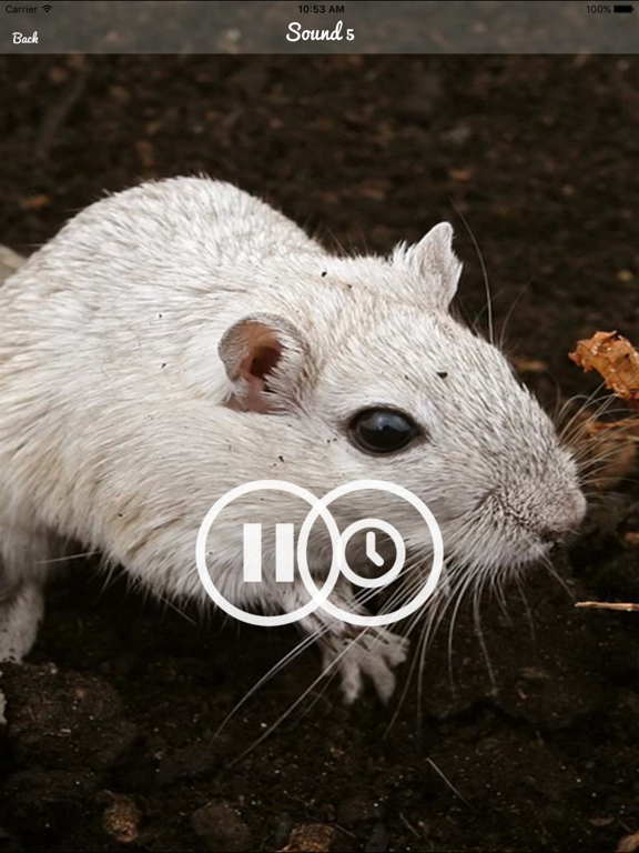 Screenshot #5 pour Mouse and Rat Sounds