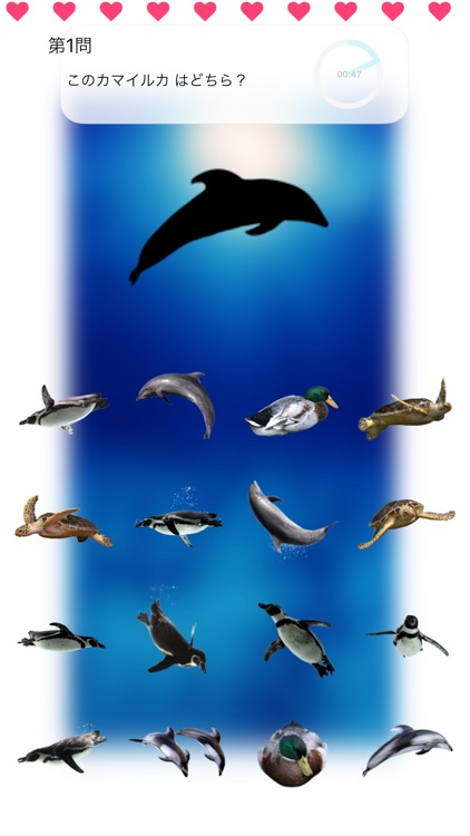 Animal Swim Silhouette Touch