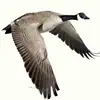 Waterfowl Call contact information