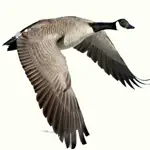 Waterfowl Call App Alternatives