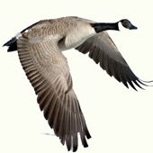 App icon for Waterfowl Call by K SOLUTION LLC
