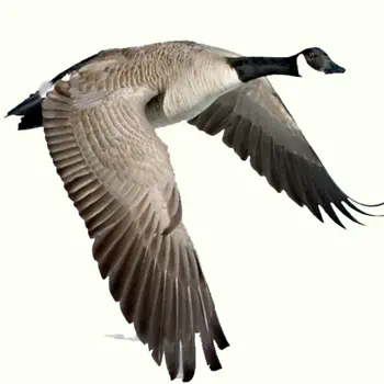 Waterfowl Call Customer Service