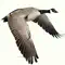 Waterfowl Call anmeldelser
