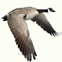 Waterfowl Call app download