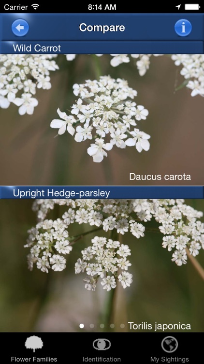 Wild Flower Id Netherlands