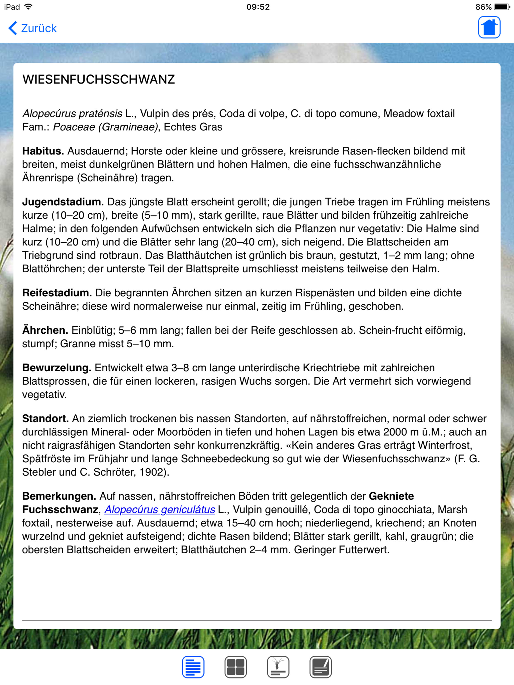 Wiesengräser leicht erkennen