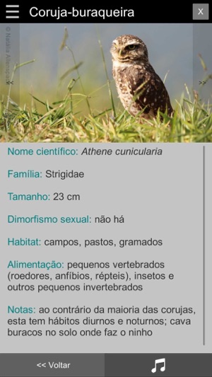 Guia Aves da Região Bragantina(圖8)-速報App