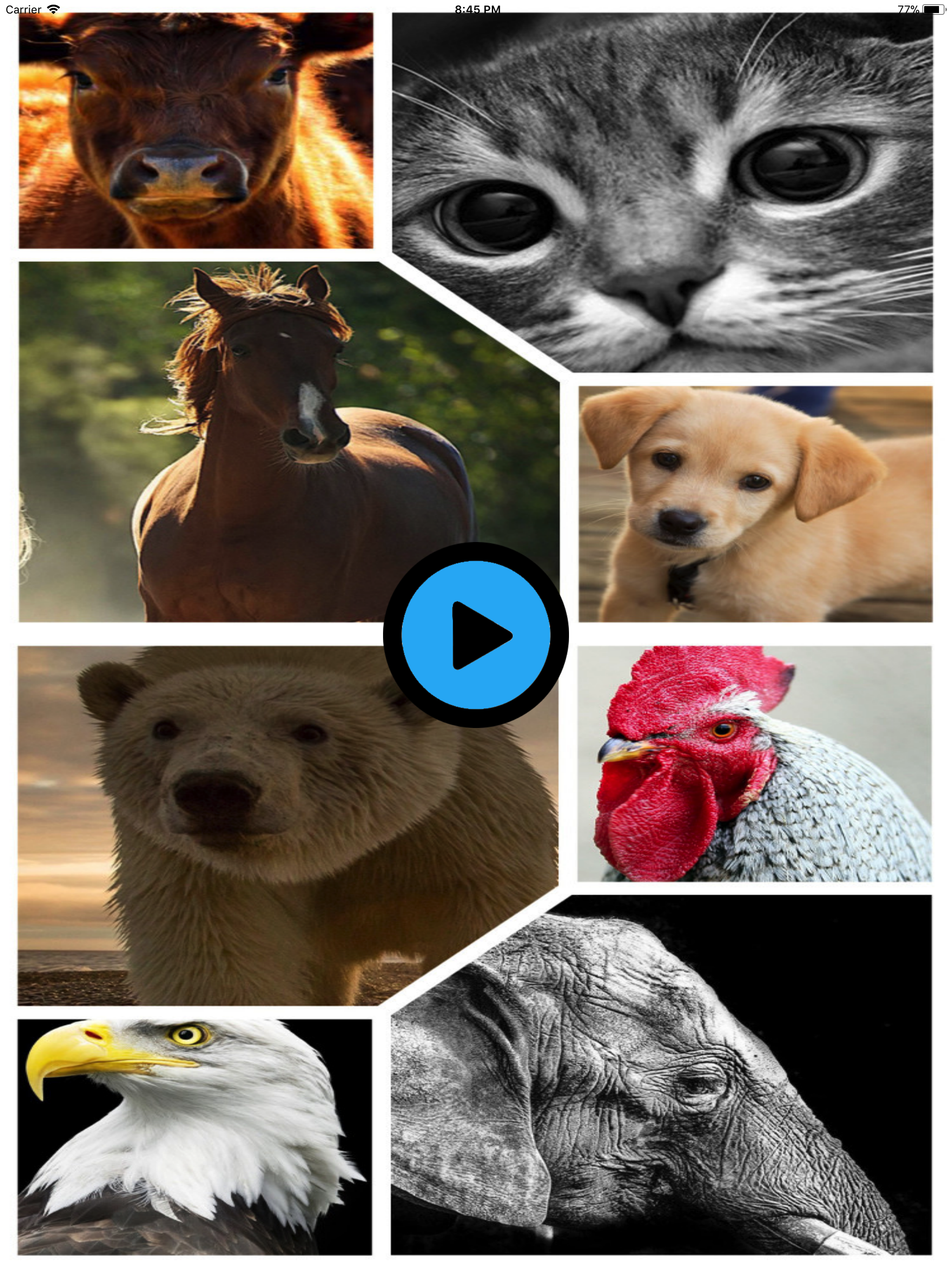 New Animal Sounds HD