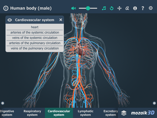 Human body (male) 3D iPad screenshot 4 - Education app
