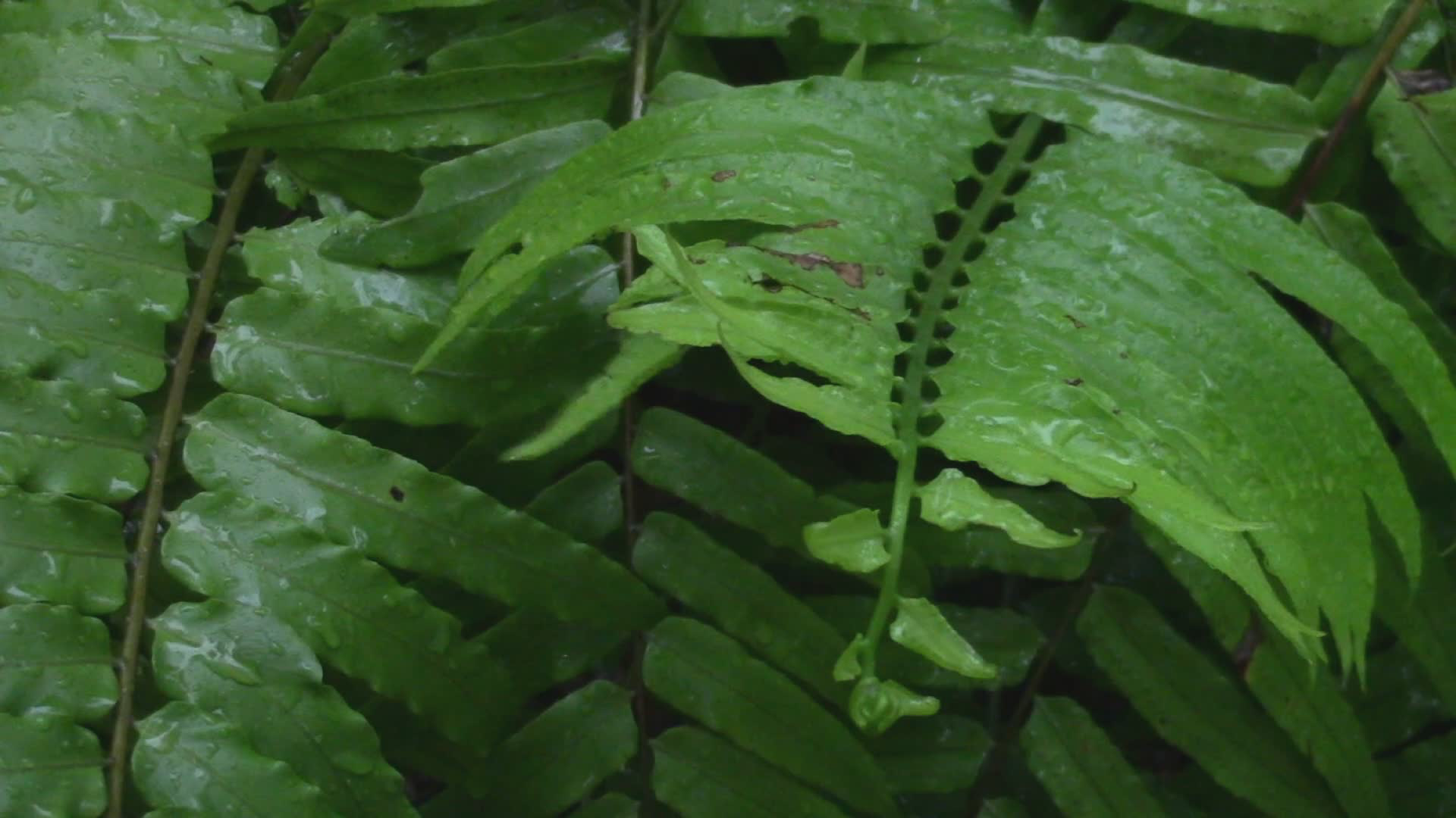 Raining Garden screenshot 2
