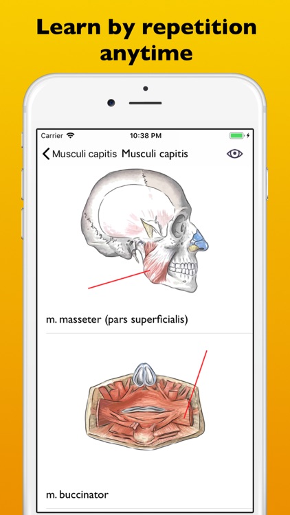 Myology atlas app