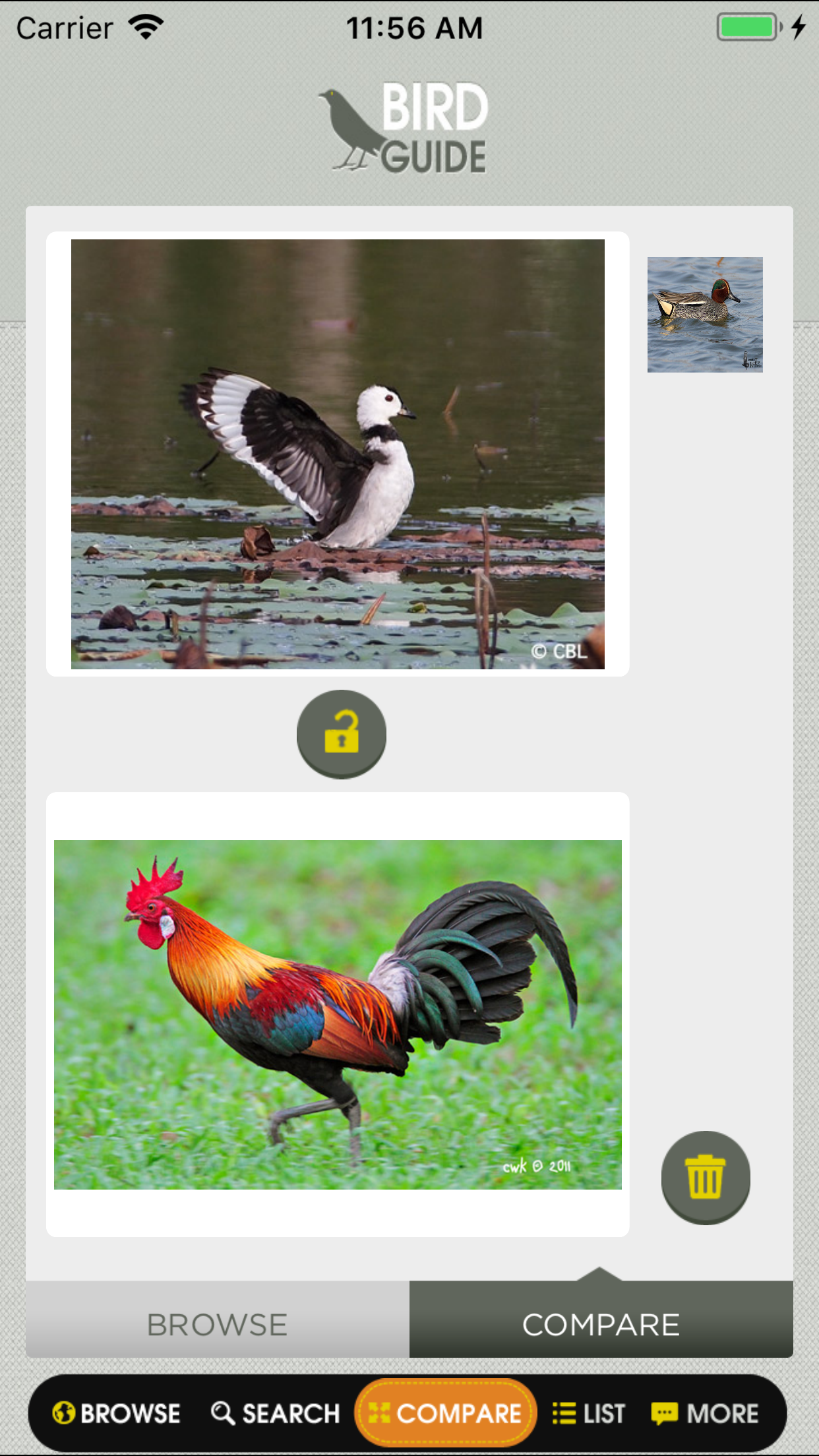 Birds of Singapore