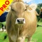Angry Farm Cow Run Adventure is the best running game, the cow is angrily running around the farm