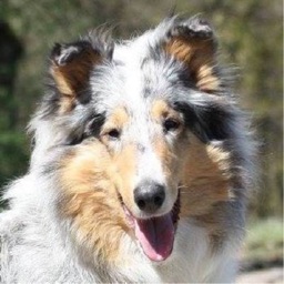 Highland Hawk Collies