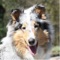 "Highland Hawk Collies" ist eine kleine Collie Zucht im vorderen Odenwald