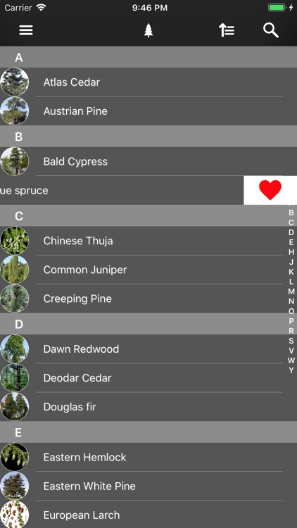 Conifers screenshot-4