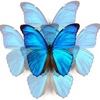 Chain Reaction Butterfly