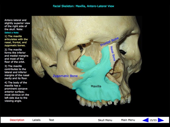 Gross Anatomy of the Skeleton iPad screenshot 5 - Medical app