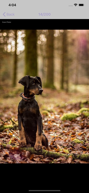Dog Breeds - for dog lovers -(圖5)-速報App