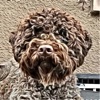 Lagotto Romagnolo Kennel