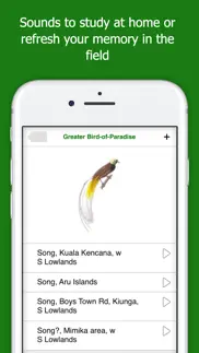 birds of new guinea iphone images 4