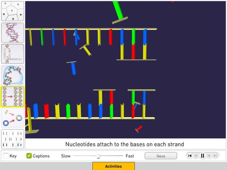 DNA from Sunflower Learning screenshot-4