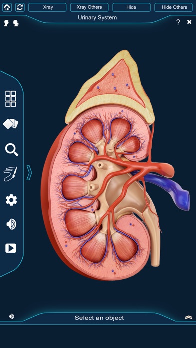 My Kidney Anatomy screenshot 2